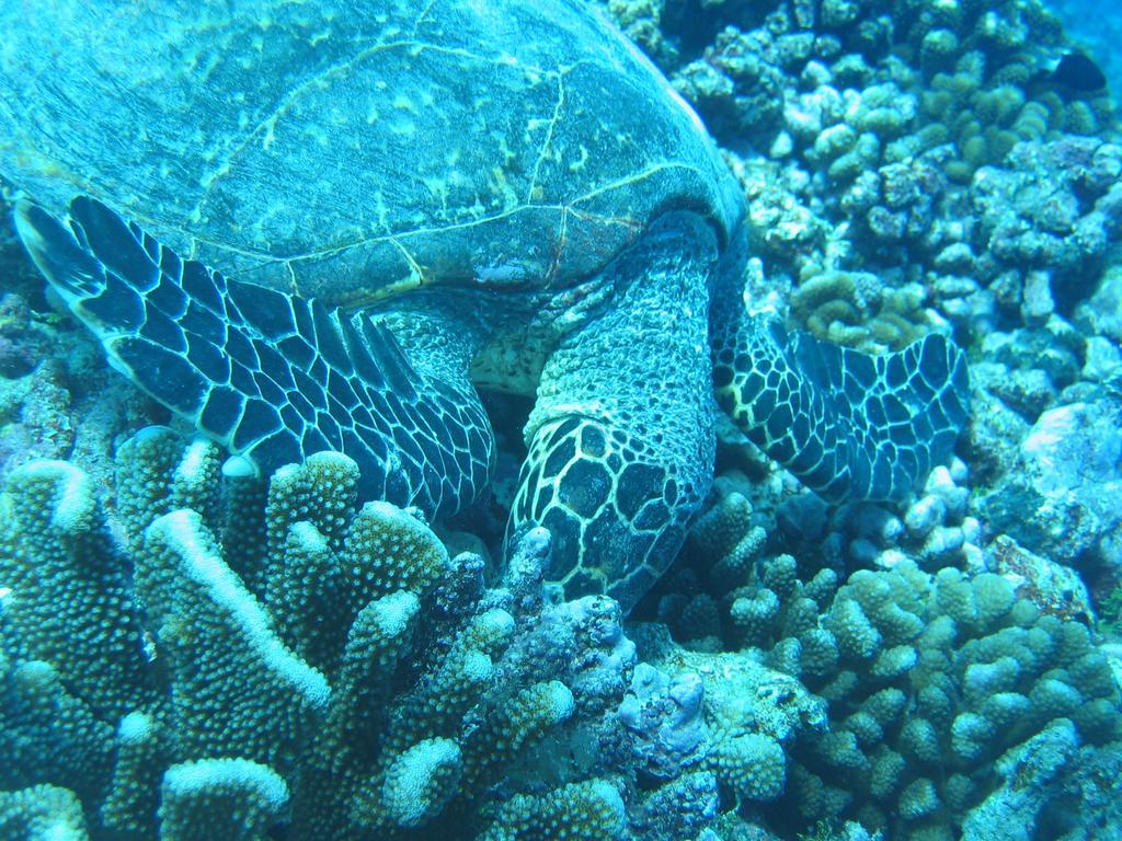 Fare Vaihere Moorea Esterno foto